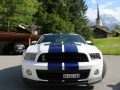 Shelby-3